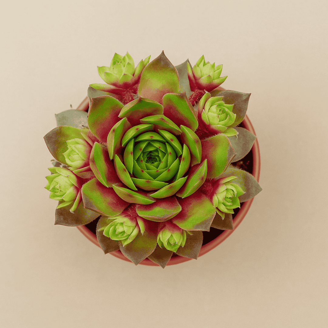 laxmi kamal succulent Buy Laxmi Kamal Colored Online