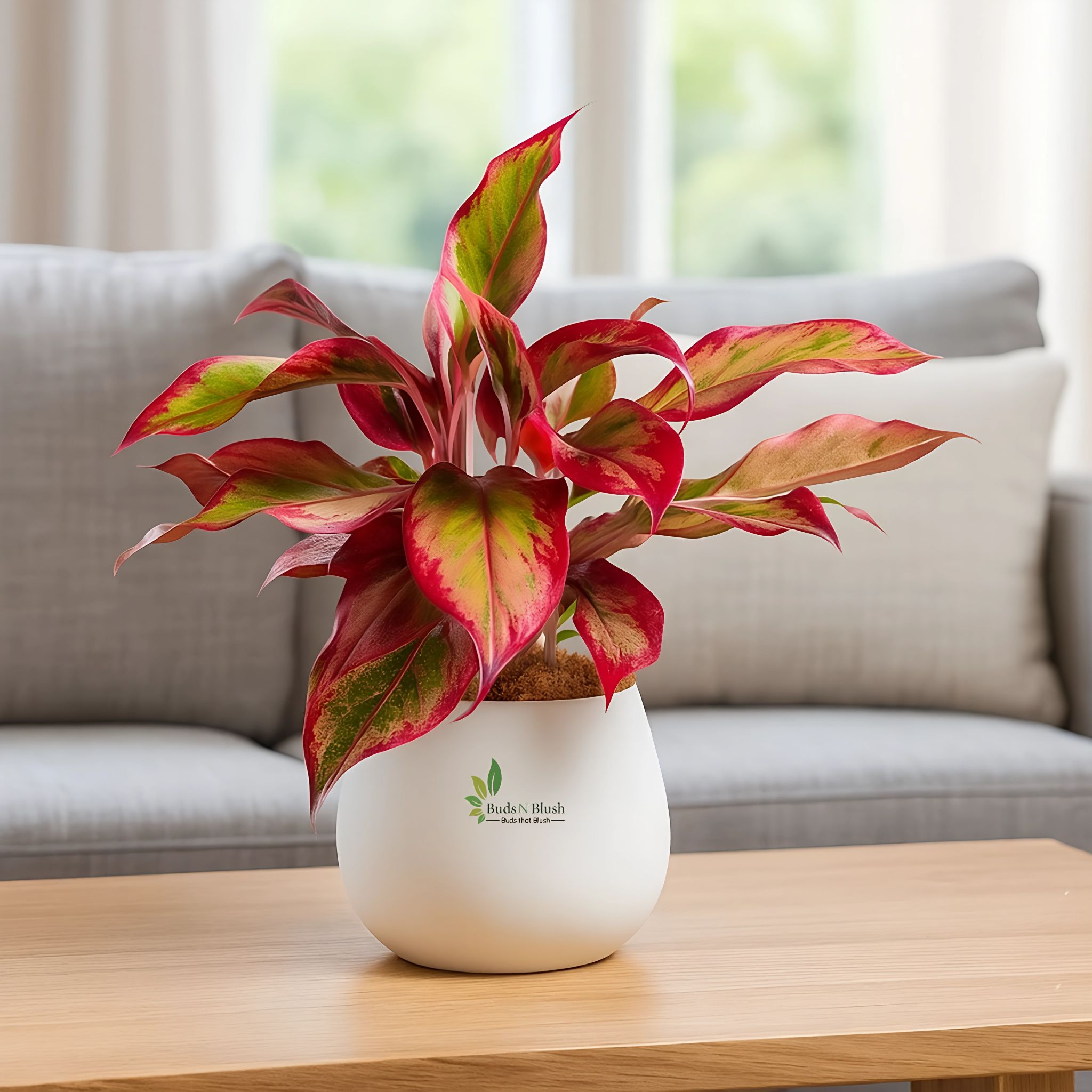 aglaonema red lipstick indoor plant Aglaonema Lipstick Red