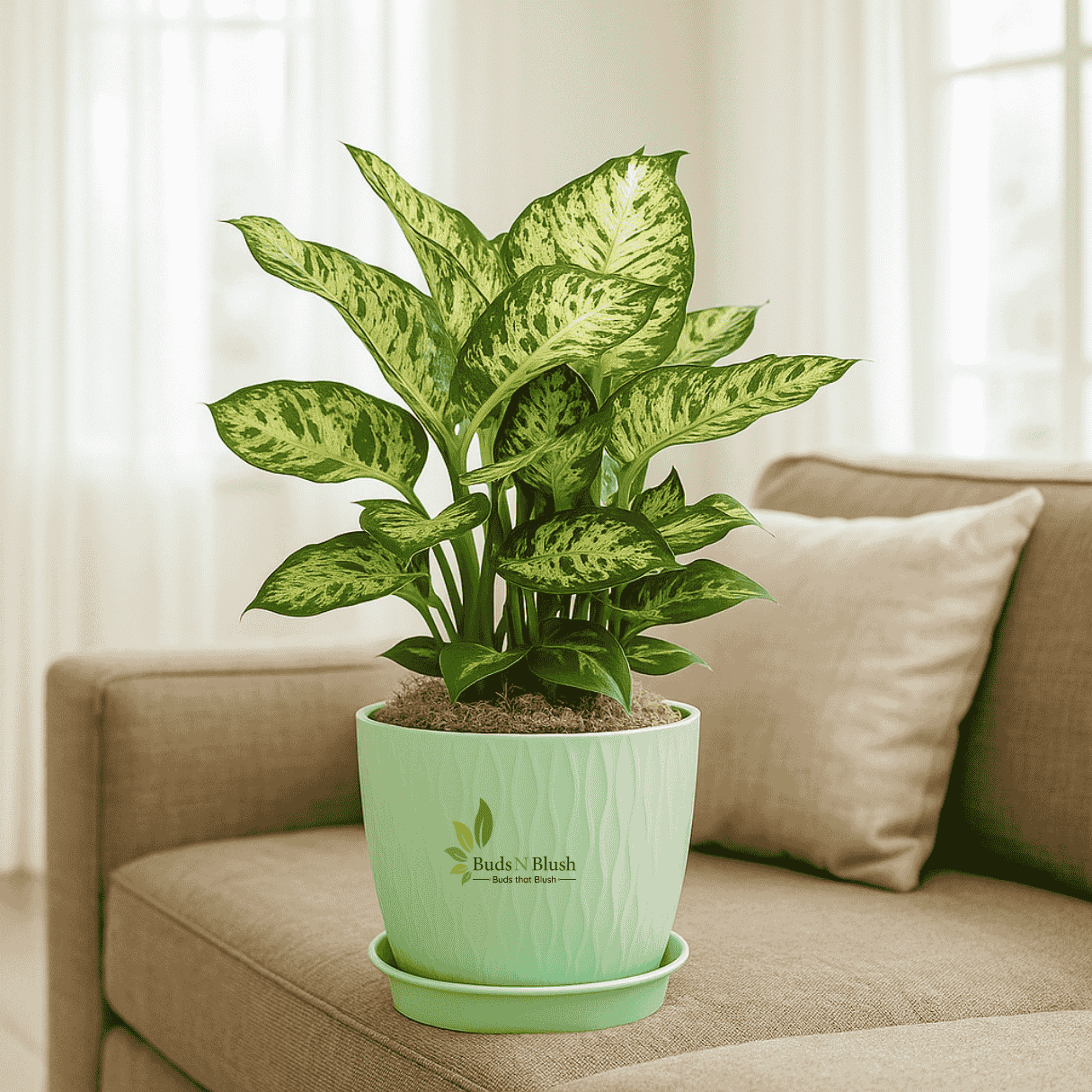 dieffenbachia indoor tree Dieffenbachia Maculata