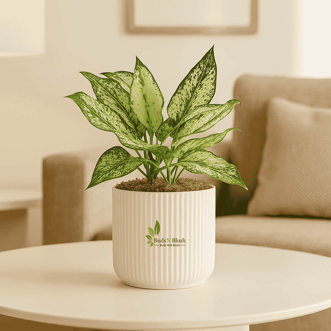 snow white indoor plant Aglaonema Snow White