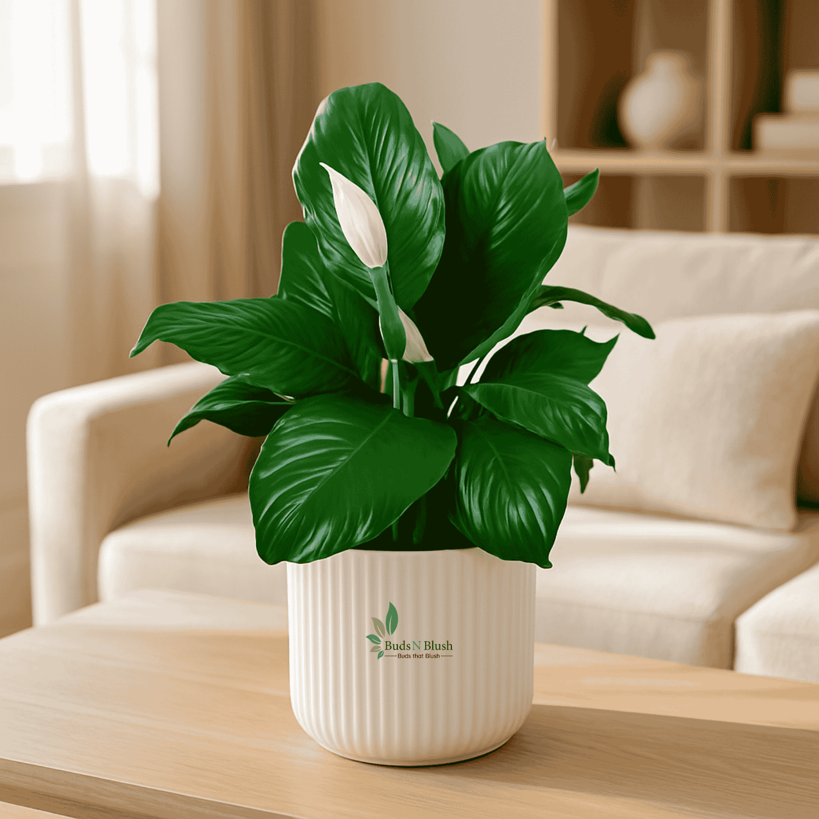 spathiphyllum sensation plant Broad leaved Peace Lily