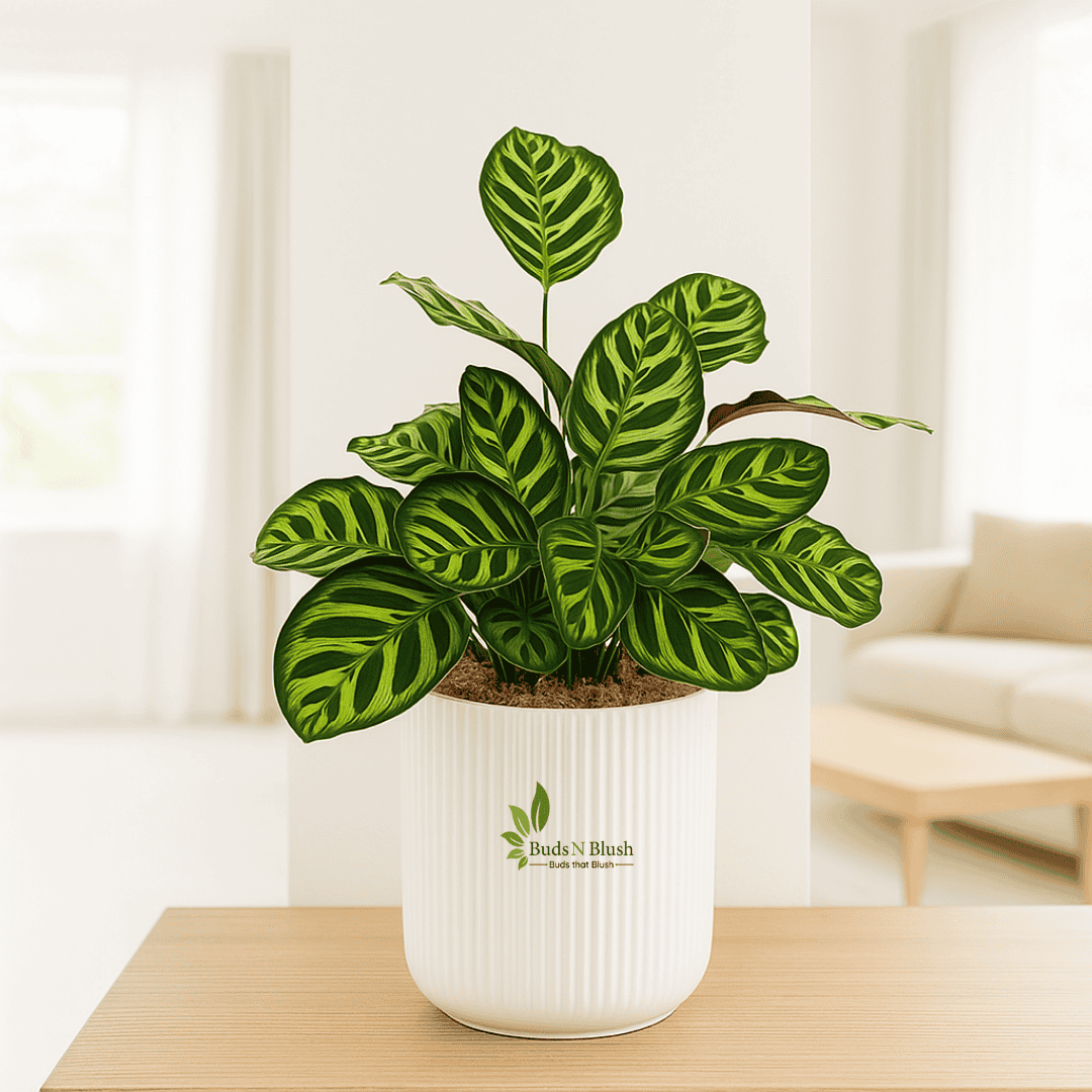 indoor peacock plant Calathea Makoyana Indoor Plants