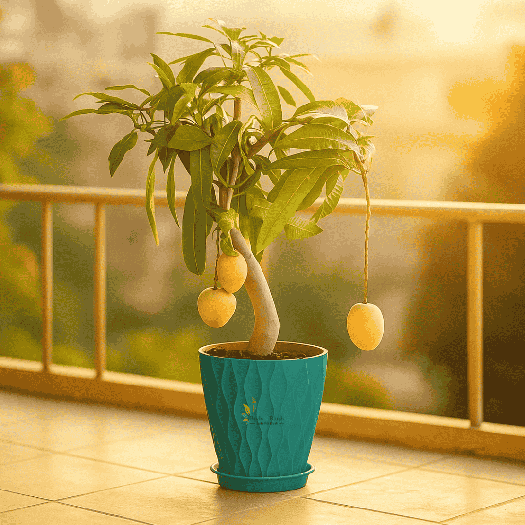 bonsai mango tree care Thai All Season Mango