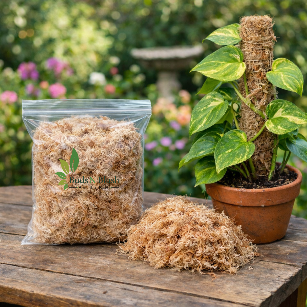 sphagnum moss house plants Sphagnum Moss 100 Gm