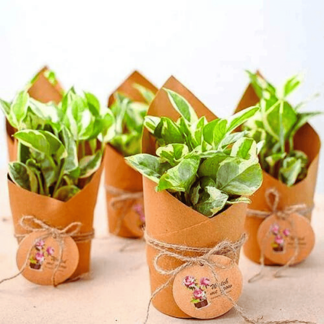paper money plant Marble Money Plant Paper Wrap Set
