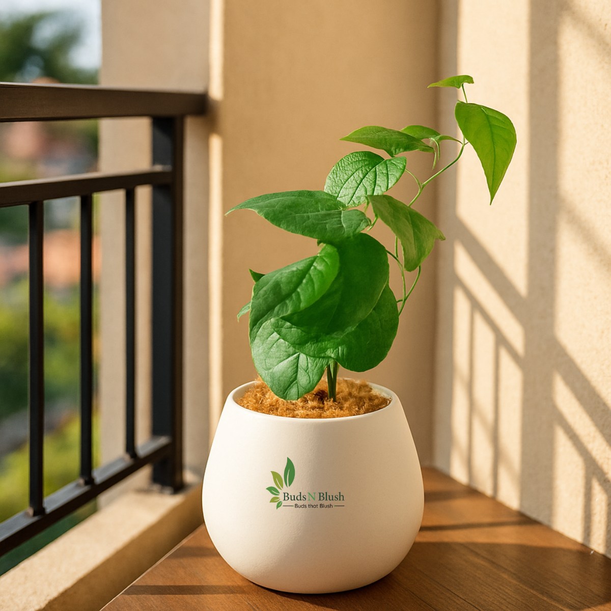 betel leaf plant online Buy Betel Leaves Online | Betel Leaf Price