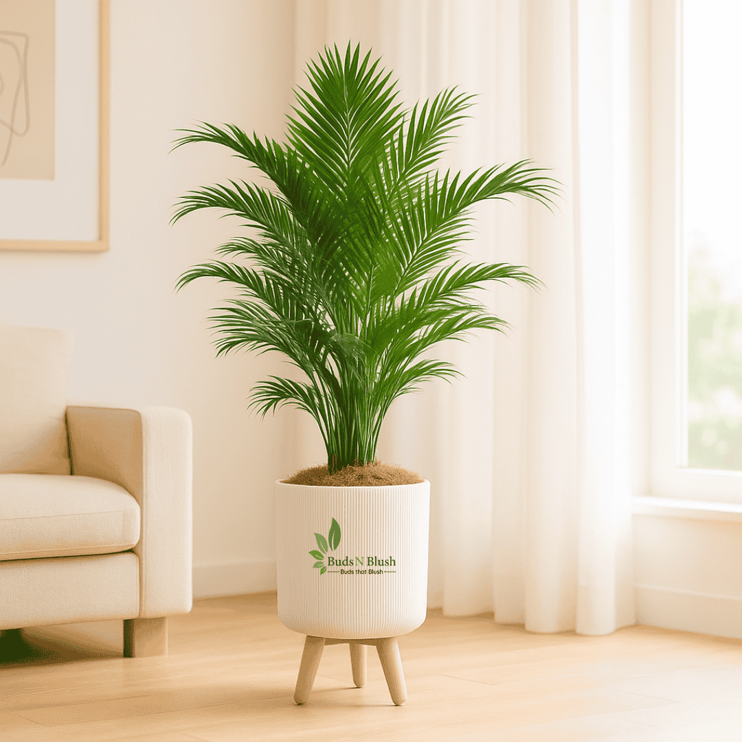parlor palm vase life Parlour Palm