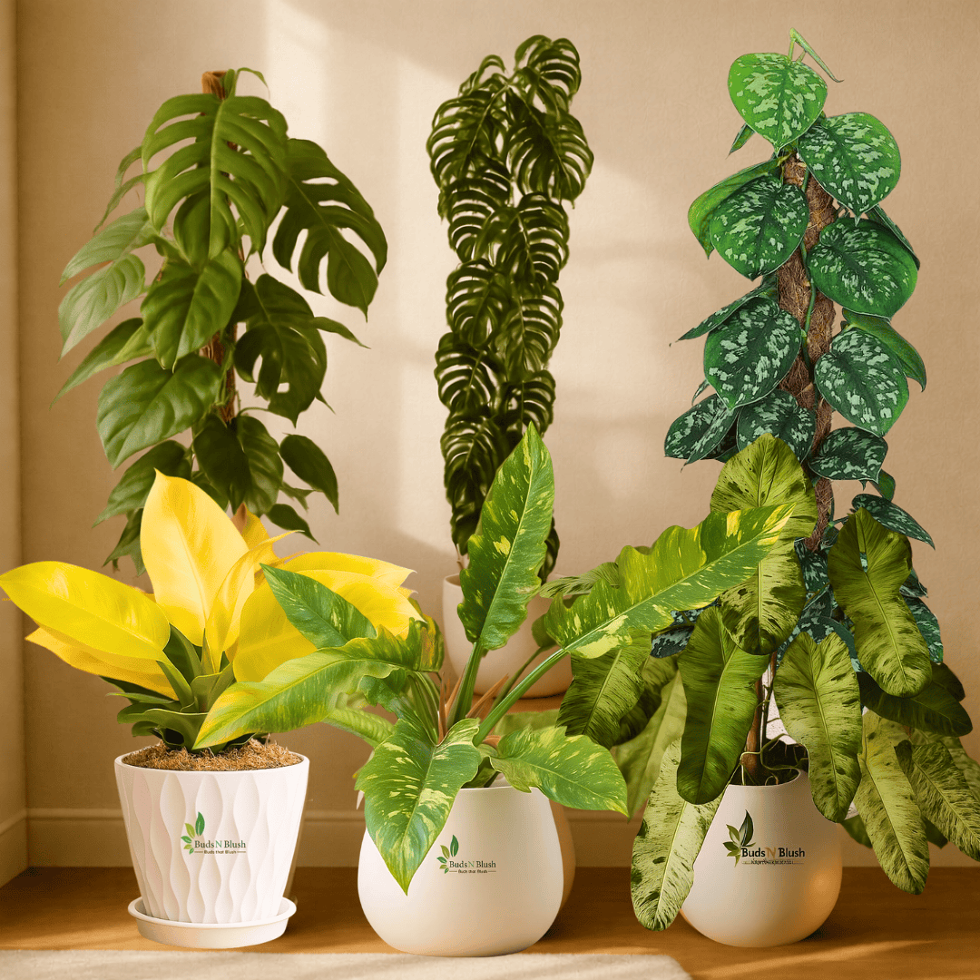 rare philodendron collection Monstera Meets Rare Philodendron – 6 Plant Pack