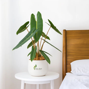 Philodendron Billietiae