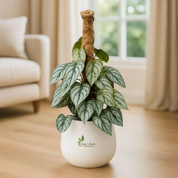 Philodendron Brandtianum