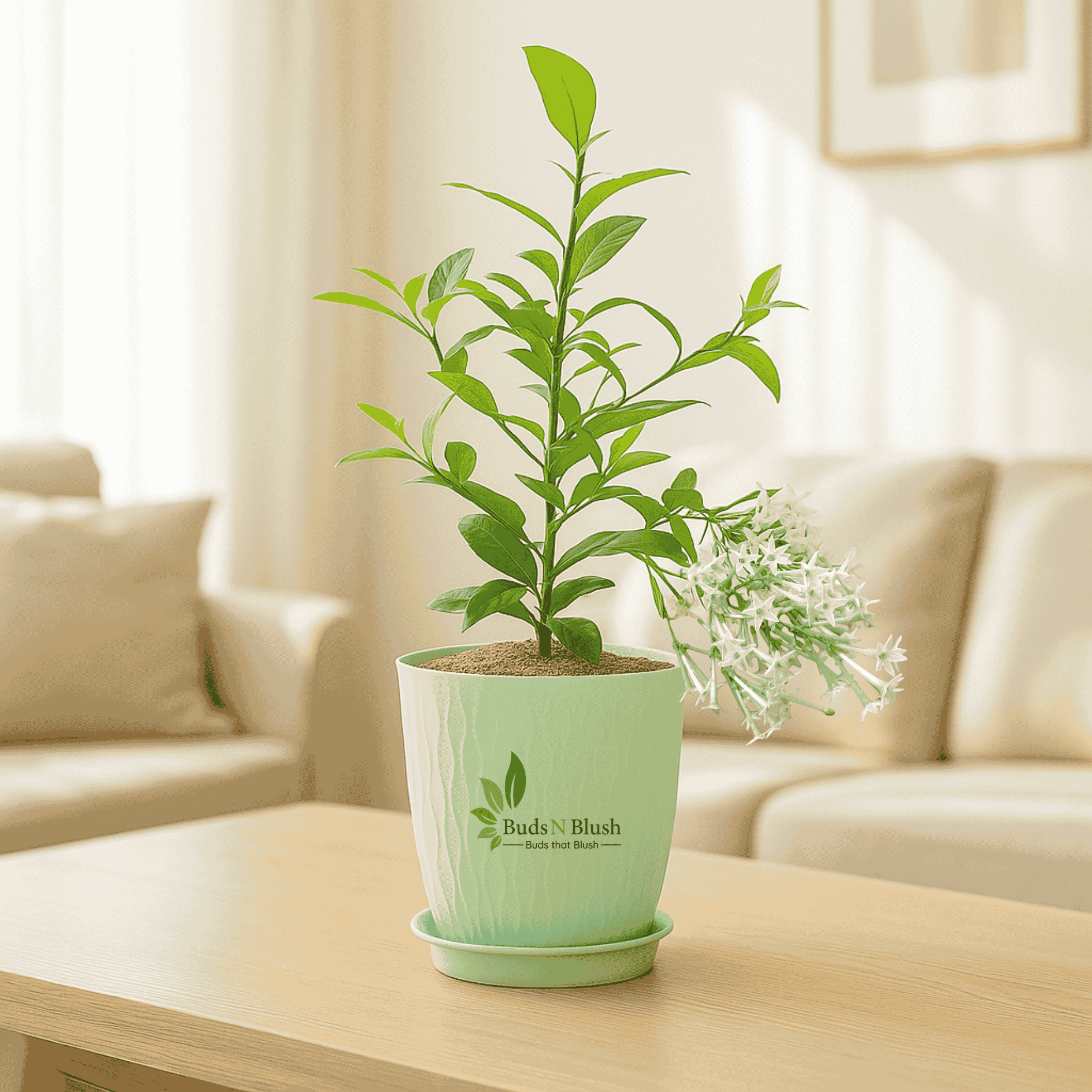 raat ki rani plant indoor Raat Rani