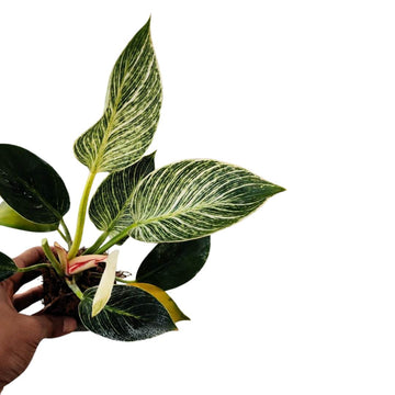 Philodendron Birkin