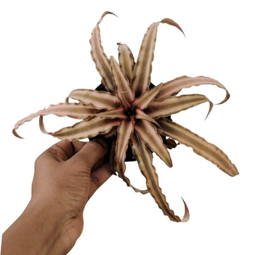Cryptanthus Brown
