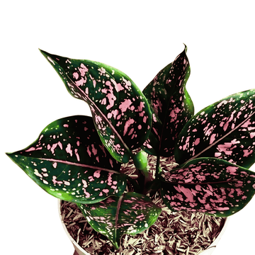 Aglaonema Night Sparkle Baby