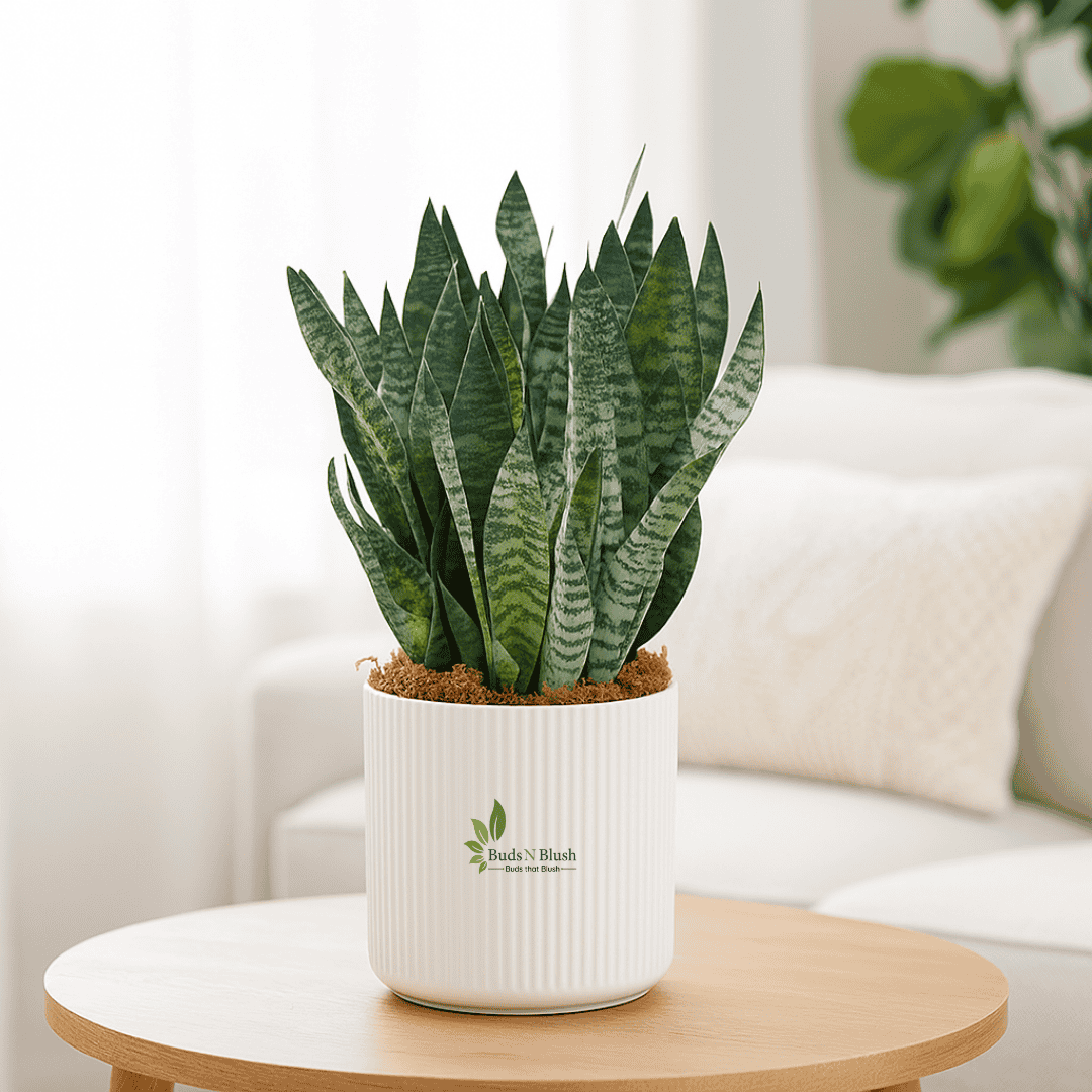 grey snake plant Sansevieria Robusta Grey