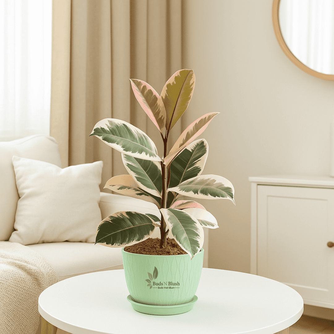 rubber plant indoor Rubber Plant Variegated , Tineke