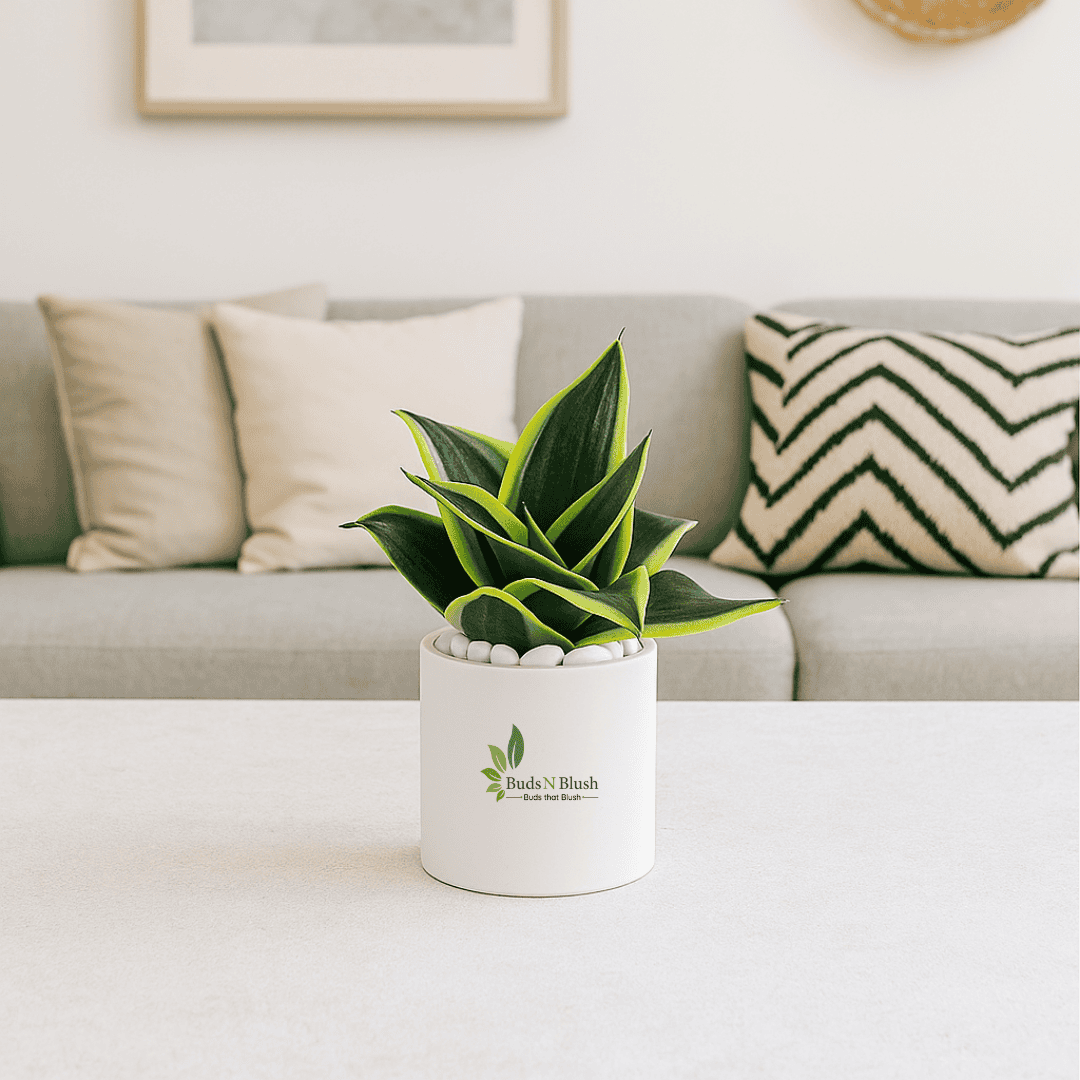 Sansevieria Hahnii Jade Black