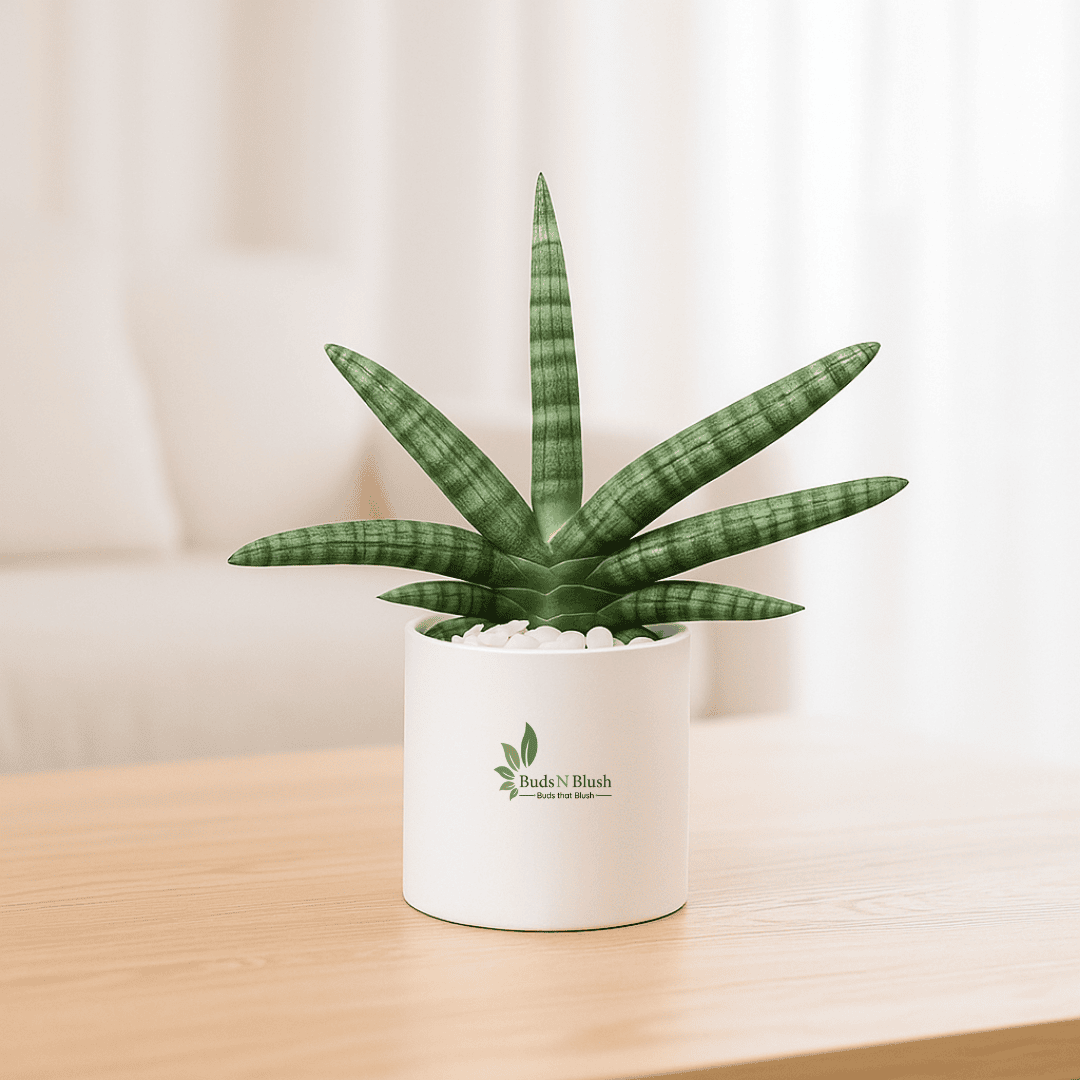 sansevieria cylindrica Sansevieria Cylindrica