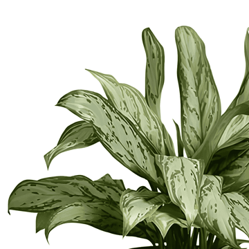 Aglaonema Silver Queen