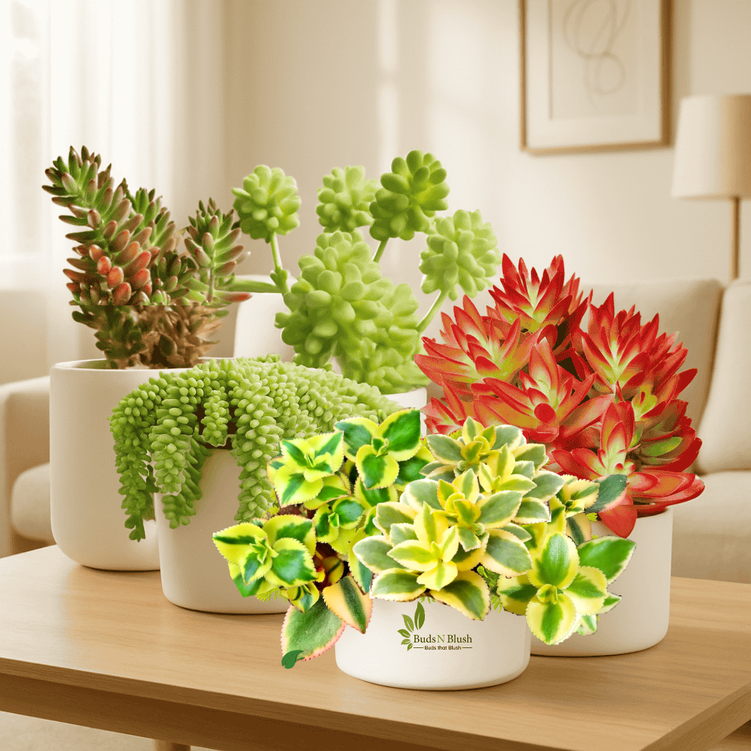 Color Pop Succulent Combo of 5