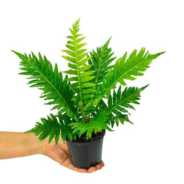 Silver Lady Fern Dwarf