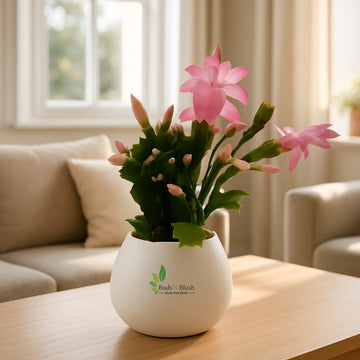 Christmas Cactus Pink