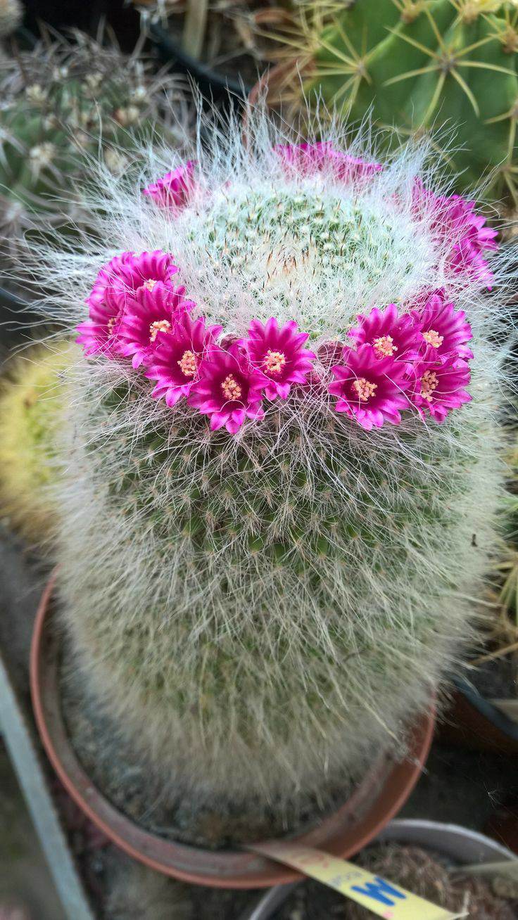 Mamilaria cactus old lady deals cactus