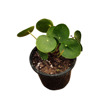 Pilea Peperomioides Plant