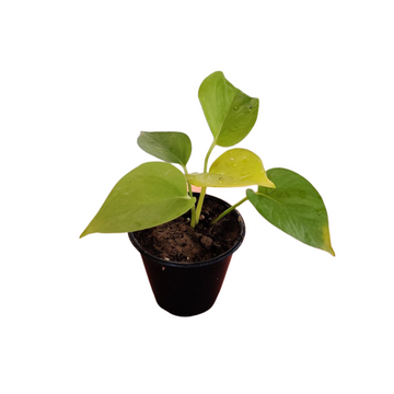 Golden Pothos Baby