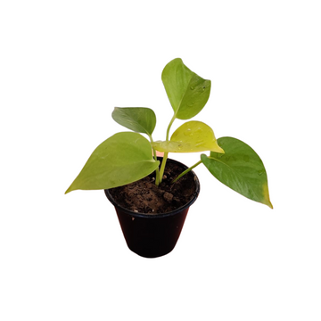 Golden Money Plant, Bulk Rate