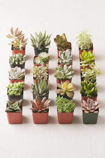 Assorted Succulent set of 20 Plants With Pot