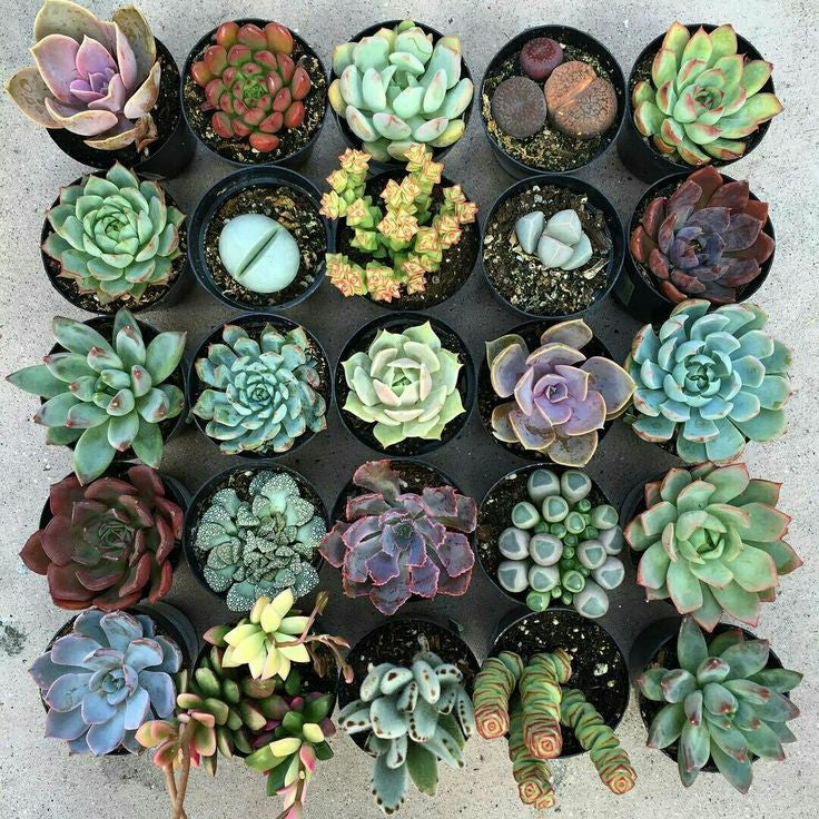 Assorted Succulent set of 20 Plants With Pot