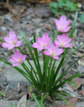 Fairy Lilly Pink, Bulk Rate
