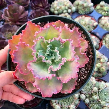 Echeveria Frizzle-Sizzle / Indoor Plants