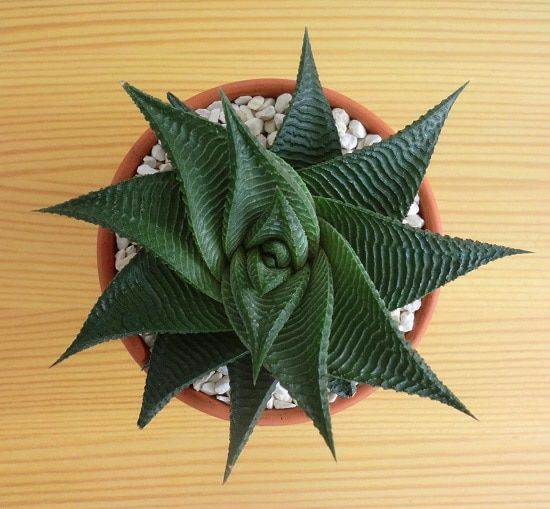 haworthia limifolia succulent Haworthia limifolia Indoor Plants