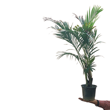 Areca Palm 2.5 Feet, Jumbo XXL SIZE Plant, Nasa Certified Air Purifier