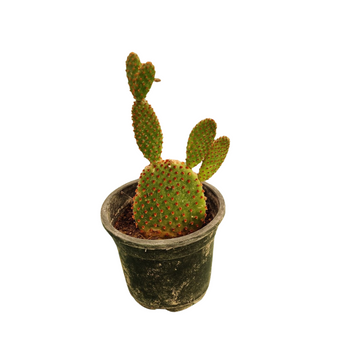 Opuntia bunny ear / Majestic Rare Cactus