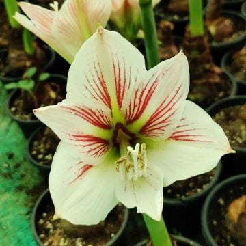 Amaryllis Bulb
