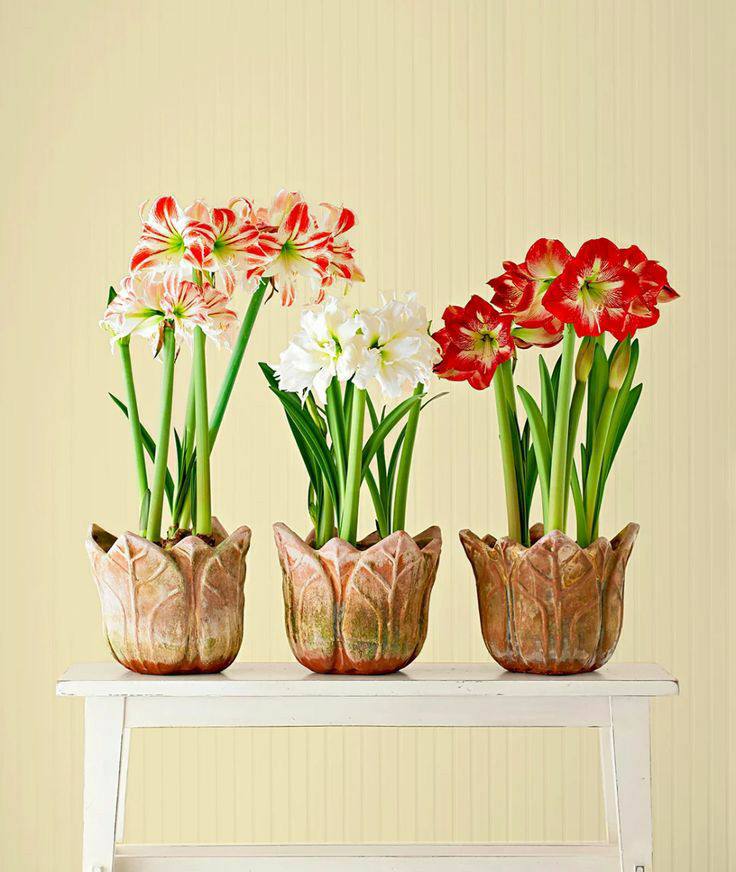 Amaryllis Assorted Flowering Bulb Plant