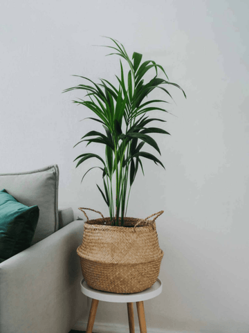 Areca Palm Small Plant, Nasa Certified Indoor Plant