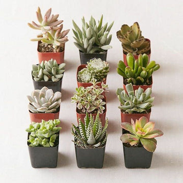 Assorted Succulent Set of 10 Plants, With Pot, Endearing Succulents Plant