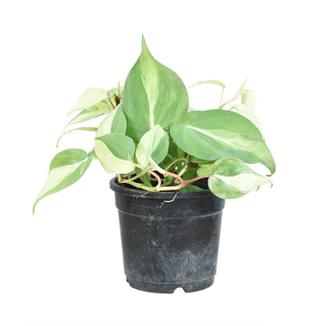 Oxycodium Brasil Pothos