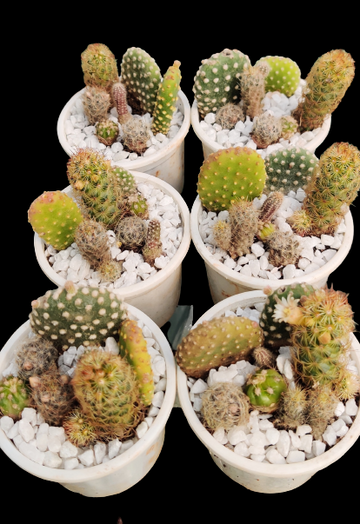 Cactus Set of 7 Plant