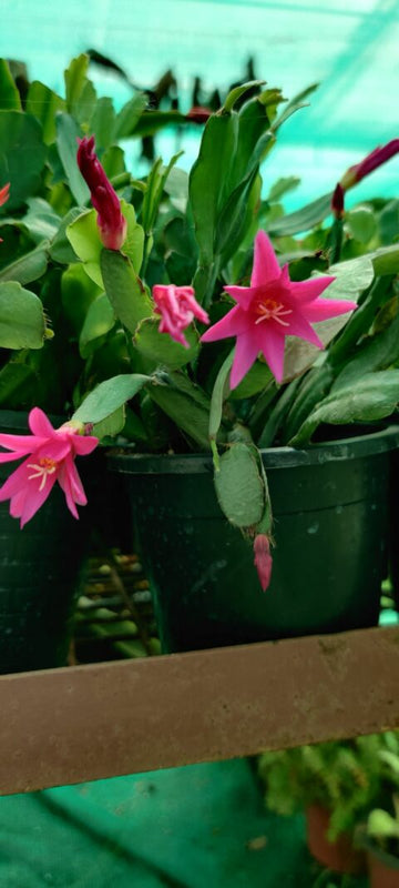 Christmas (zygo) Cactus Pink Flower