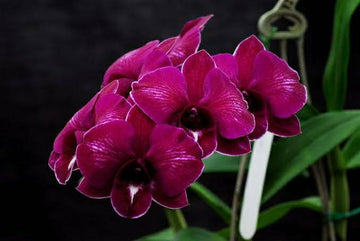 Dendrobium Red Dragon, Potted Orchid, Bloom Beauty