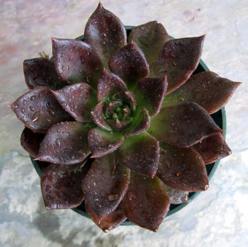 Echeveria Black Prince Plant, Vishnu Kamal, Endearing Succulents