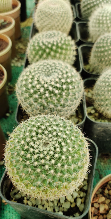 Mammillaria Hahniana, Majestic Rare Cactus
