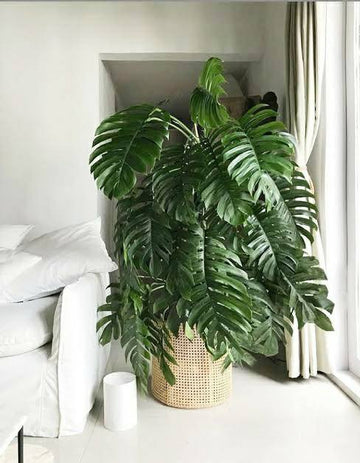 Dragon Tail Monstera Plant Small , Best Air Purifying Plants