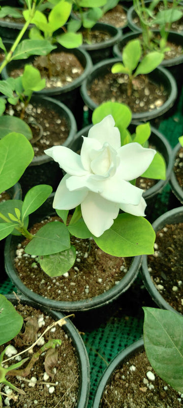 Gandhraj Flower Plant, Most Fragrant Flower, Gardenia Ananta Plant For Living Space