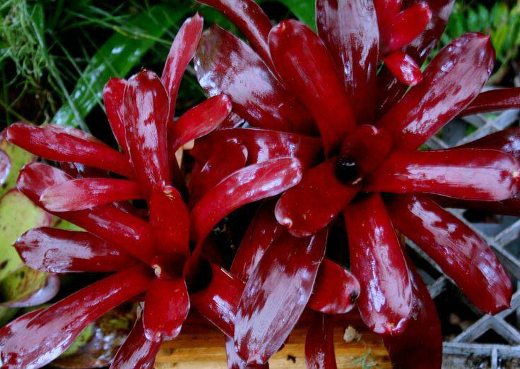 Neoregelia Red Fireball bromeliad